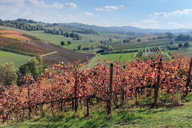 Private Balsamic vinegar & Parmigiano Reggiano factory visits - Meeting Isadora in the Castelvetro hills