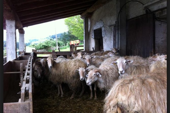 Private Basque Cheese & Txakoli Wine Tour from San Sebastian - The road back through Mount Igeldo