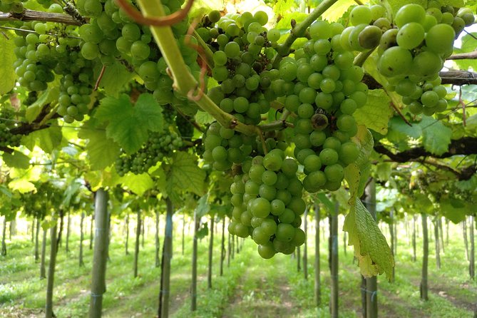 Private Basque Cheese & Txakoli Wine Tour from San Sebastian - What the $580.92 price really covers