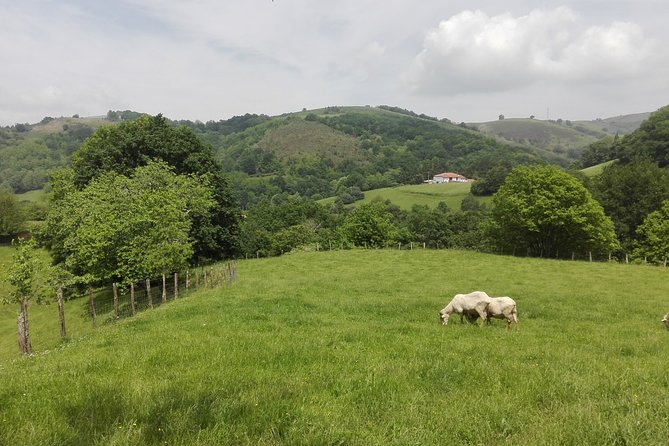 Private Basque Cheese & Txakoli Wine Tour from San Sebastian - Who will get the most from this private tour