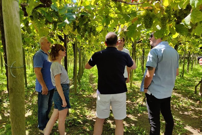 Private Basque Cheese & Txakoli Wine Tour from San Sebastian - Should you book the Basque cheese and Txakoli tour?