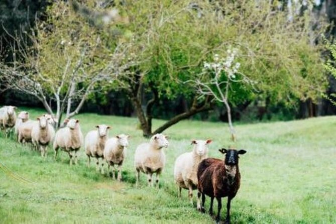 Private Classical Wine and Cheese Pairing Experience - Arriving at 655 Ellen Brook Road