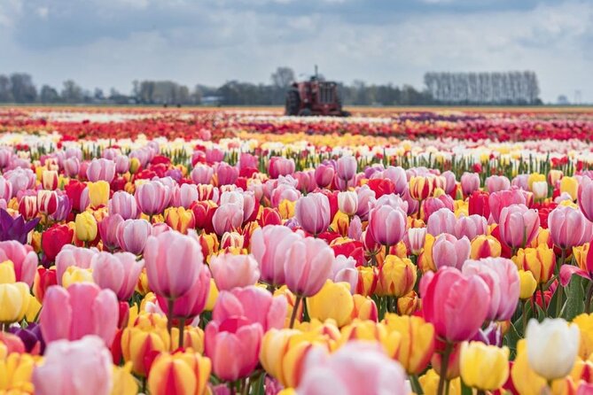 Private Tour to Tulips, Keukenhof, Windmills & Cheese Farm - Key points at a glance