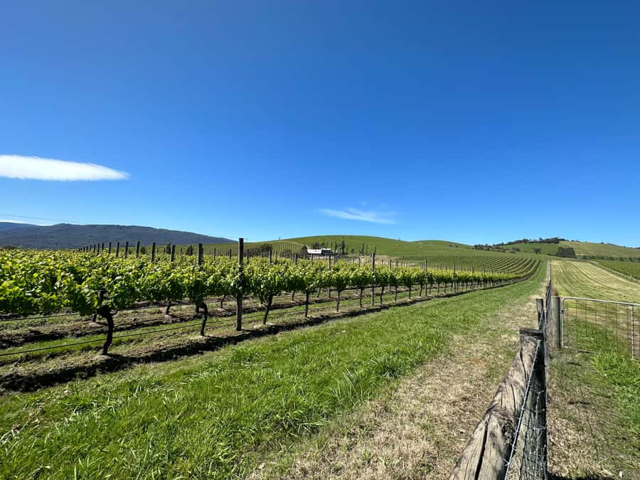 Private Tour: Yarra Valley Wine, Cheese, Gin & Chocolatrie - The Melbourne pick-up and ride into wine country