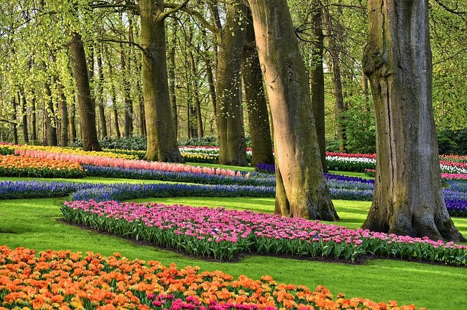 Private Tulip Fields, Windmills and Cheese Tour from Amsterdam - What the private transport adds