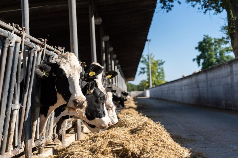 Puglia: Masseria Seppunisi Tour, Cheese, Burrata Tasting - Starting in the barn with cows and calves