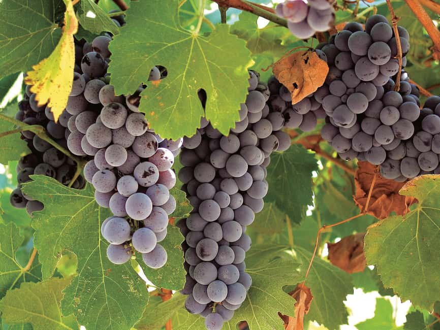 Querétaro: Cheese and Wine Tasting Tour - What $94 buys you over ten hours