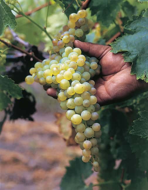 Querétaro: Cheese and Wine Tasting Tour - Who will enjoy this day most