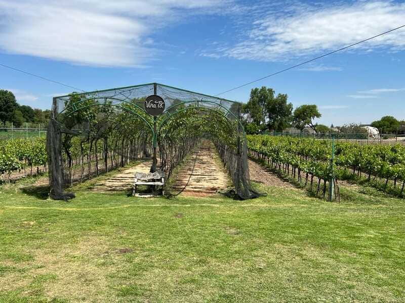 Querétaro: Cheese & Wine Tour In A Day - Freixenet offers a larger winery view
