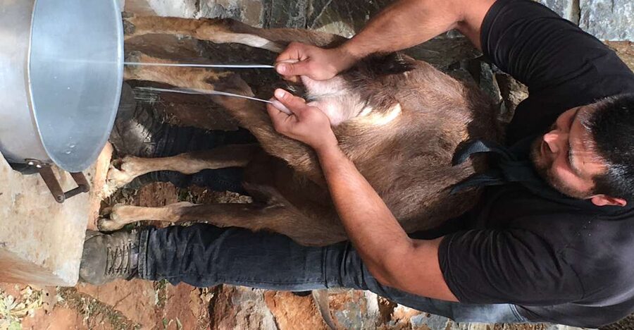 Rethymno 4x4 Safari: Tastes & Farm Experience - The shepherd’s mitato is the day’s most unusual stop