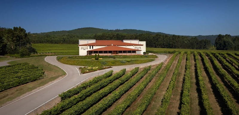 Rías Baixas Albariño Experience: Winery Visit & Cheese - Why O Rosal Valley makes this visit special