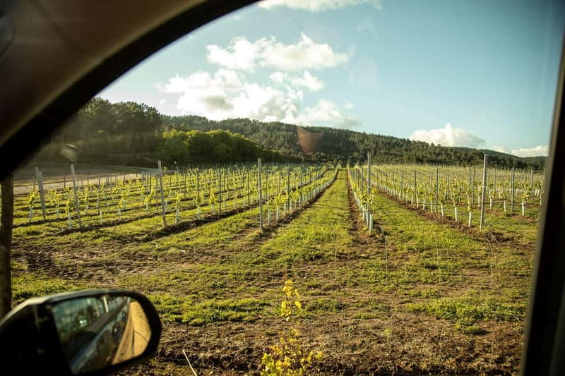 Rías Baixas Albariño Experience: Winery Visit & Cheese - Albariño, Loureiro, and Caiño Blanco