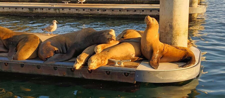 Romantic Boat Cruise with Wine & Cheese or Surprise Dinner - Leaving from the Brizo’s dock