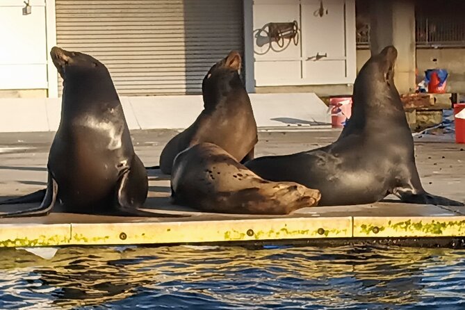 Romantic Luxury Boat Cruise with Wine Cheese Sea LionTours - Four ways to shape the evening
