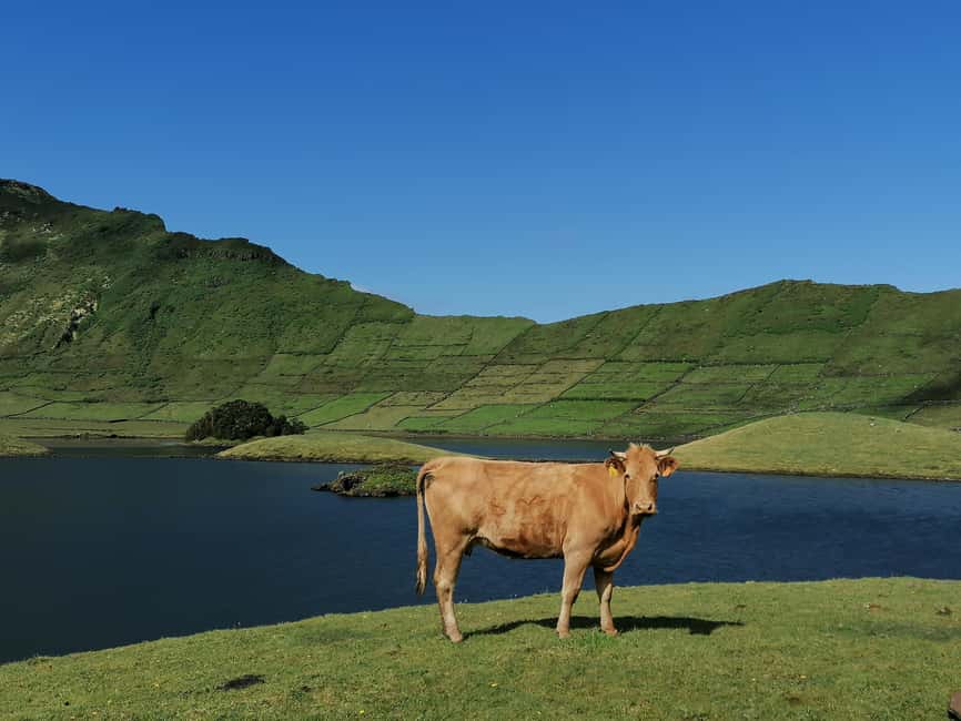 Sao Jorge Cheese Tour - Half day - Why São Jorge cheese is worth a half-day
