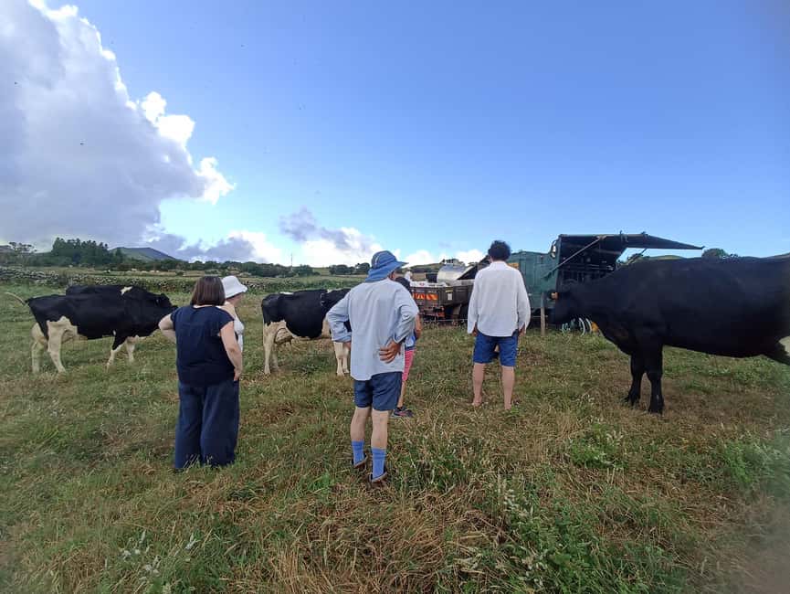 Sao Jorge Cheese Tour - Half day - Meeting the cows on the family farm