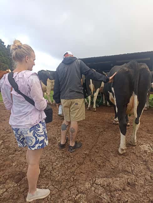 Sao Jorge Cheese Tour - Half day - From pasture to São Jorge DOP Cheese