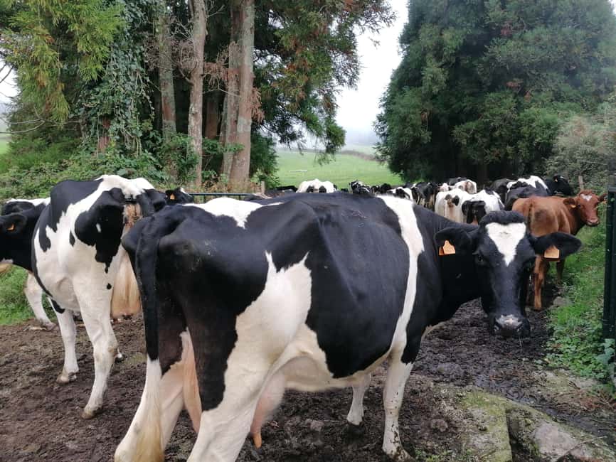 Sao Jorge Cheese Tour - Half day - Starting from Velas or Calheta