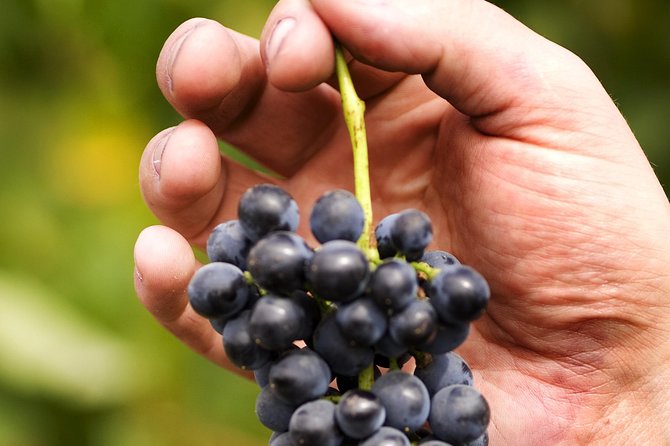 Scenic Hunter Valley Tour with Wine and Cheese Tastings - Who should book this Hunter Valley day?