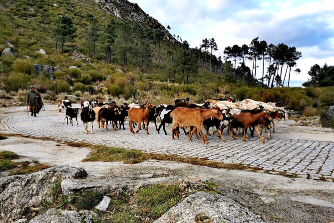 Serra da Estrela - Half-day off-road tour with cheese tasting - Weather, comfort, and practical points