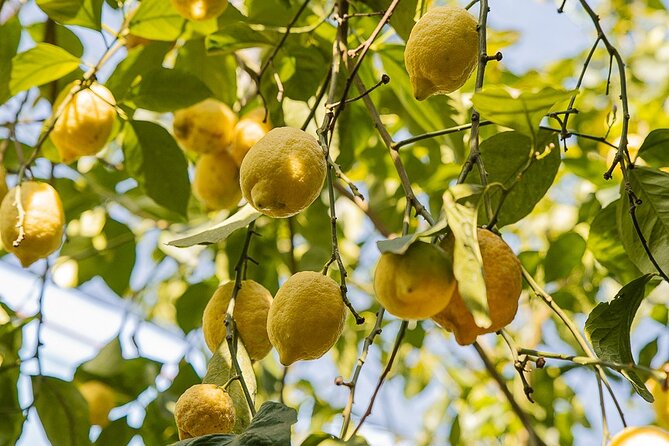 Sorrento Ape Tour, Lemon Garden, Mozzarella Show & Pizza Class - Timing, meeting point, and practical details