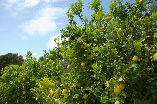 Sorrento farm by tuk tuk: pizza,limocello and cheese tasting - The lemon grove and the art of limoncello