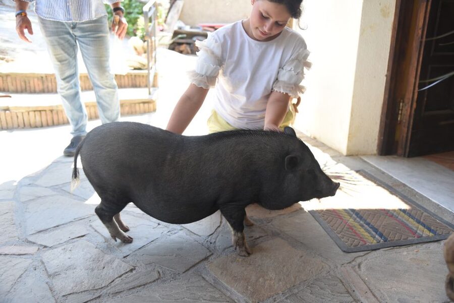 Sorrento: Farm Tour with Cheese Tasting & Pizza Making Class - Walking through lemons, grapes, olives, and seasonal crops
