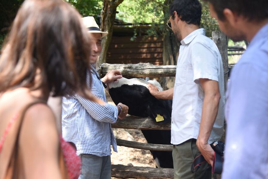 Sorrento: Farm Tour with Cheese Tasting & Pizza Making Class - Weather, children, and practical limits