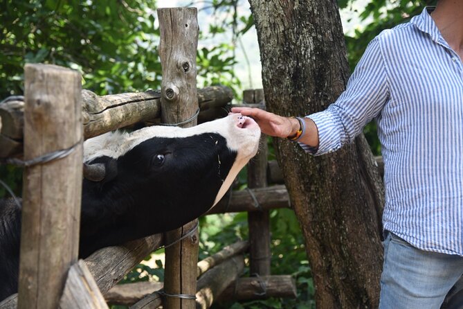 Sorrento Half-Day Farm Experience: Pizza, Cheese Making and Wine - Getting to the farm above Sorrento