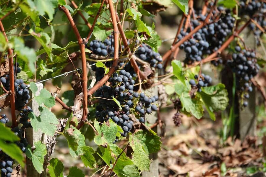 St. Emilion: Half Day E-Bike & Wine Tour with Wine & Cheese - Who should book this half-day wine tour?
