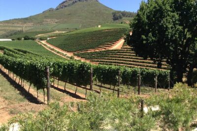 Stellenbosch Franschhoek Full-Day Tour with Cheese Tasting