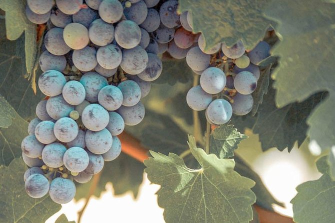 Temecula Valley Afternoon Wine Tour with Tastings and Cheeseboard - Who will enjoy this Temecula outing?