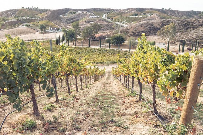 Temecula Valley Afternoon Wine Tour with Tastings and Cheeseboard - Should you book the afternoon wine tour?