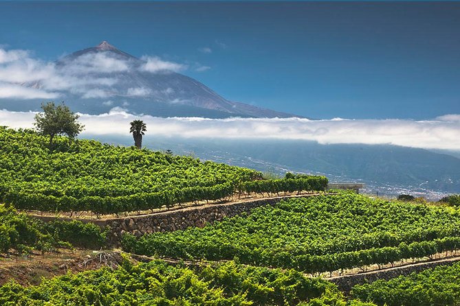 Tenerife Bodegas Monje Winery Tour with Wine and Cheese Tasting - Is $42.24 a fair price?