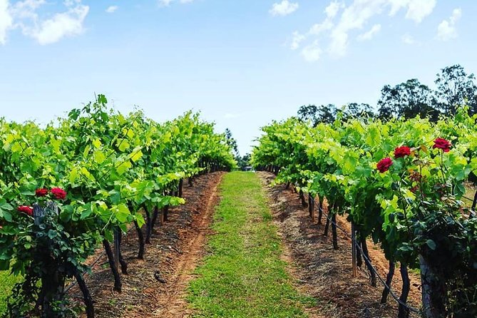 Tintilla Estate: Wine Tasting with a Meat and Cheese Platter - Is $35.86 good value?