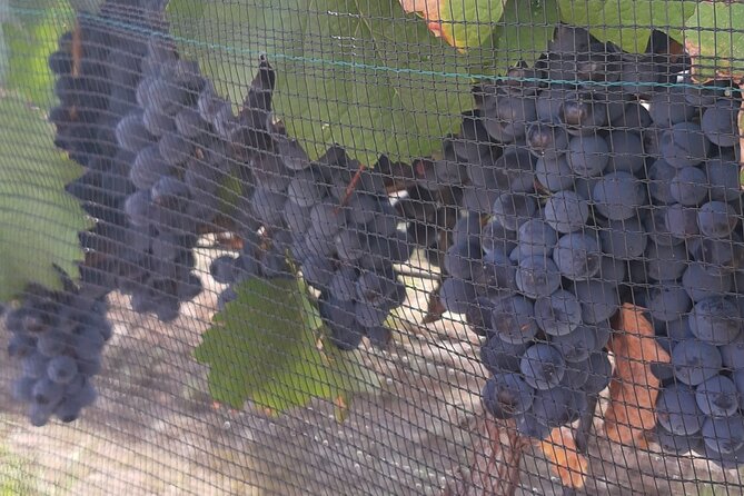 Tour of the Tradition and History of Cheese and Wine in Querétaro - Starting from Querétaro at 8 a.m.