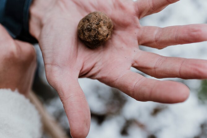 Truffle Hunting and Cheese, Truffle & Wine Tasting near Alba - Returning to Monvino for Piedmont wine