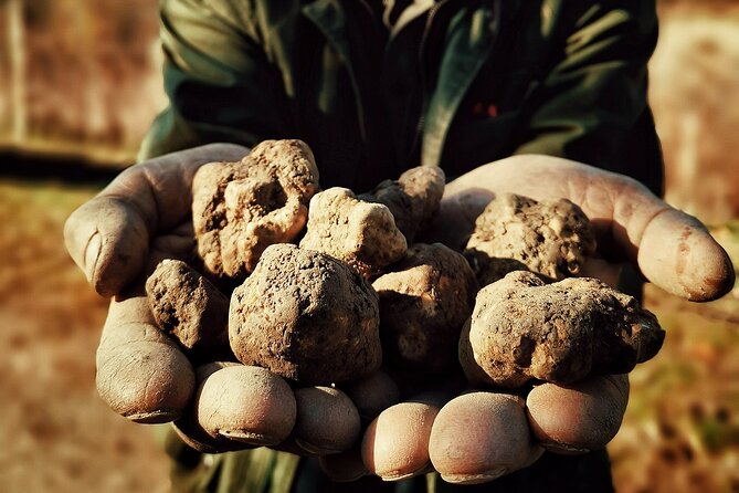 Truffle Hunting and Cheese, Truffle & Wine Tasting near Alba - Transport is the detail that can make or break the morning
