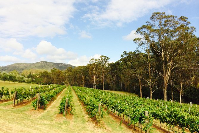 Tulloch Wines- Mystery Wine Tasting Experience with Local Cheese and Charcuterie - A welcoming choice for mixed-age groups