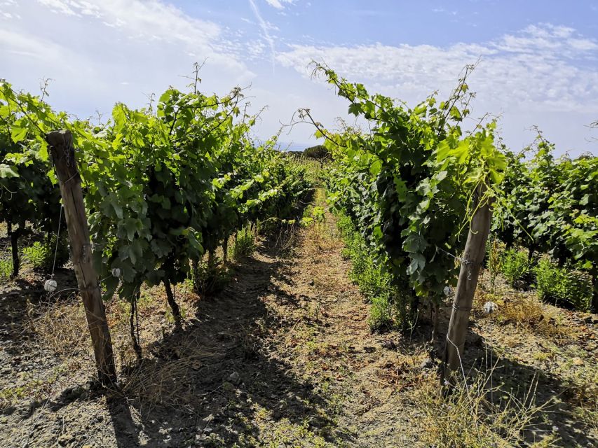 Tuscany: Ripalte Design Winery Wine and Cheese Tasting Tour - The three-wine aperitif and local food