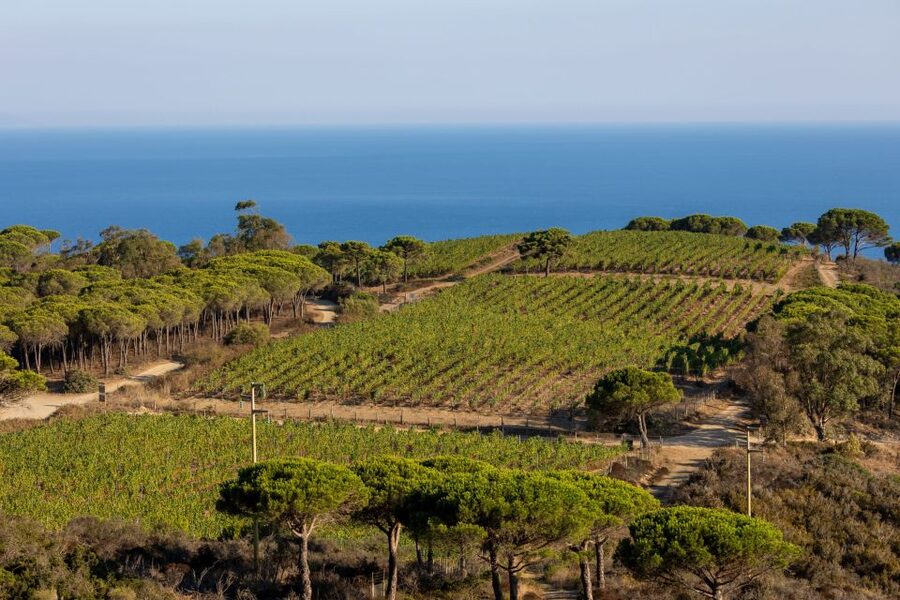 Tuscany: Ripalte Design Winery Wine and Cheese Tasting Tour - Walking the vineyards toward the Tuscan Archipelago