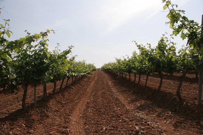 Visit and wine tasting with sausage and BODEGA PIRINEOS cheese - Who may want a different wine experience