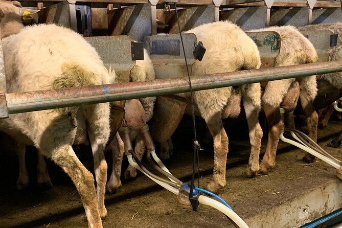 Visit San Sebastian and a Family Cheese Farm with Tasting (From Bilbao) - San Sebastian in three focused hours