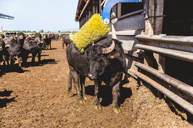 Visit to the Bufale and Dairy farm with cheese tasting - Key points to know before you book