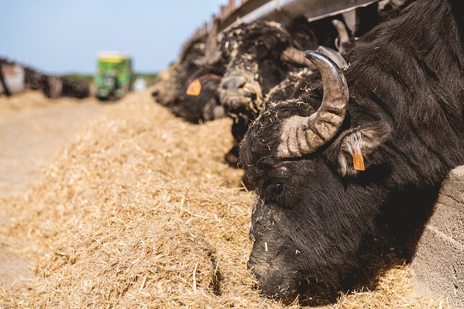 Visit to the Bufale and Dairy farm with cheese tasting - A tasting built around buffalo milk