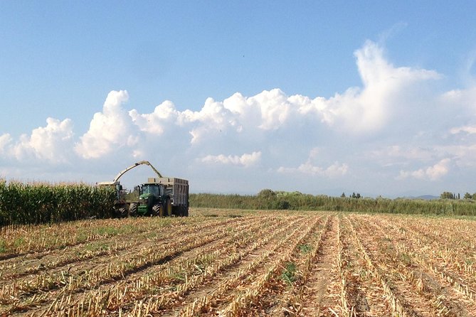 Visit to the Bufale and Dairy farm with cheese tasting - Is $78.19 fair for 90 minutes?