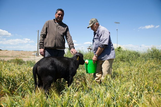 Visit to the Bufale and Dairy farm with cheese tasting - Who will enjoy this farm experience?