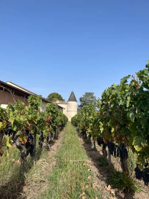 Visit to the property and wine/cheese pairing workshop - Why Château Cruzeau feels different from a formal château tour