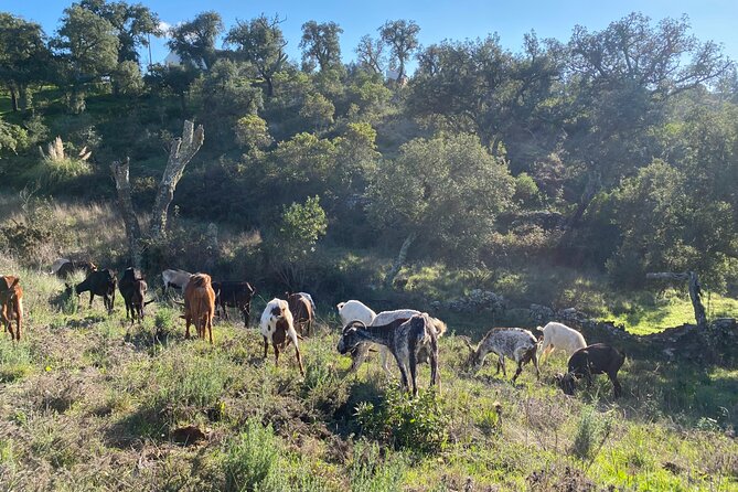 Walk in the Hills with Goat Herder-Local Honey, Wine and Cheese Tasting - Key points at a glance