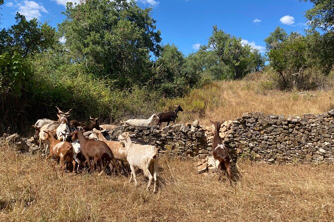 Walk in the Hills with Goat Herder-Local Honey, Wine and Cheese Tasting - Meeting Virginia and Josh at a five-generation farm